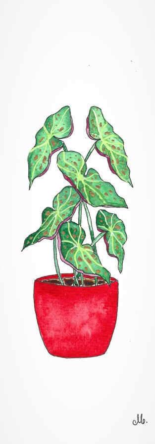 begonia painting