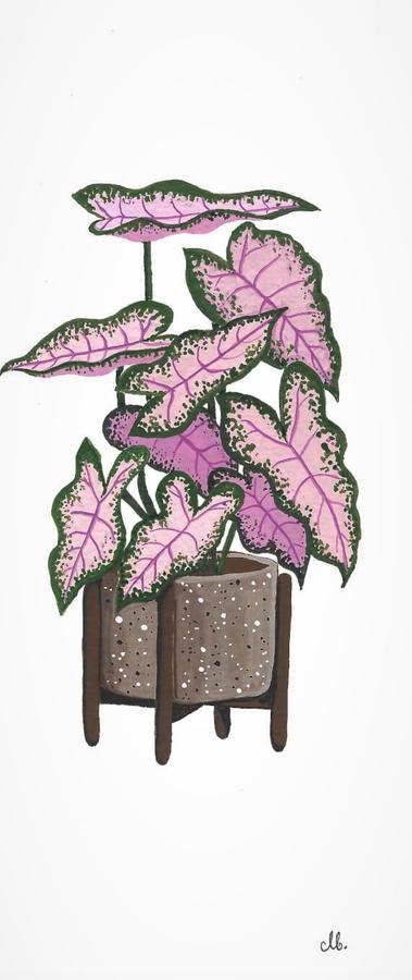 Caladium pink green leaves in a pot