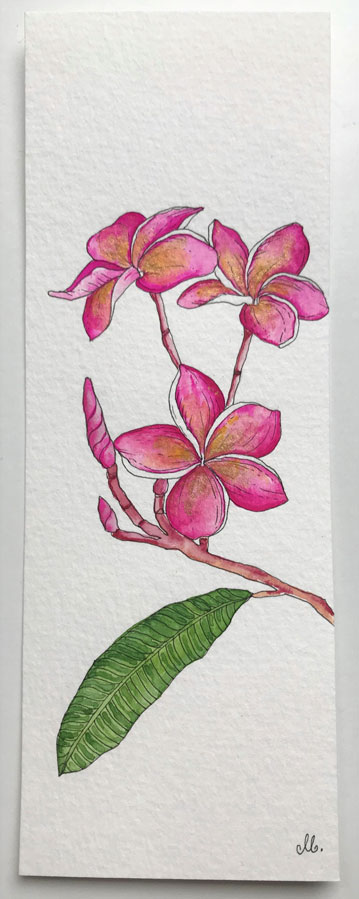Frangipani plumeria flower