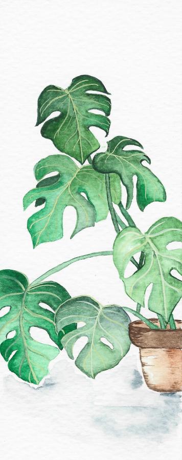 monstera watercolour