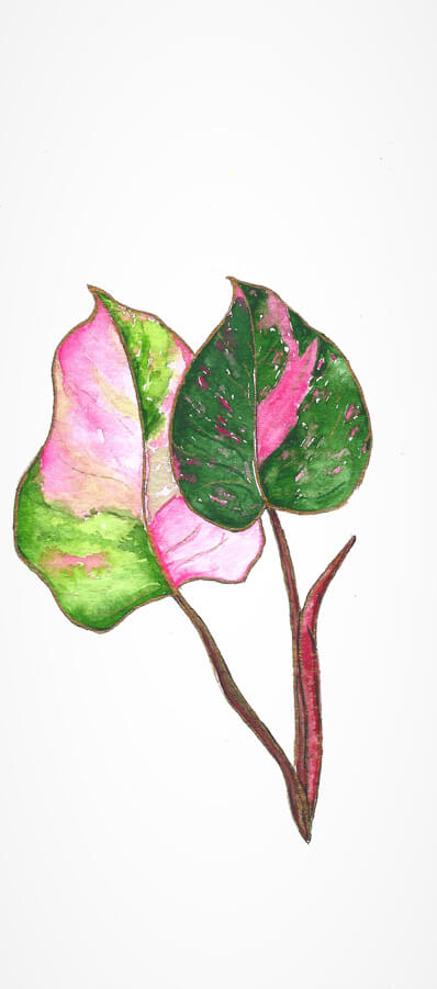 Pink Princess Philodendron bookmark