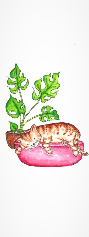 Sleepy Cat