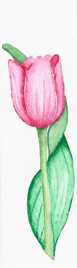 Tulip flower watercolor