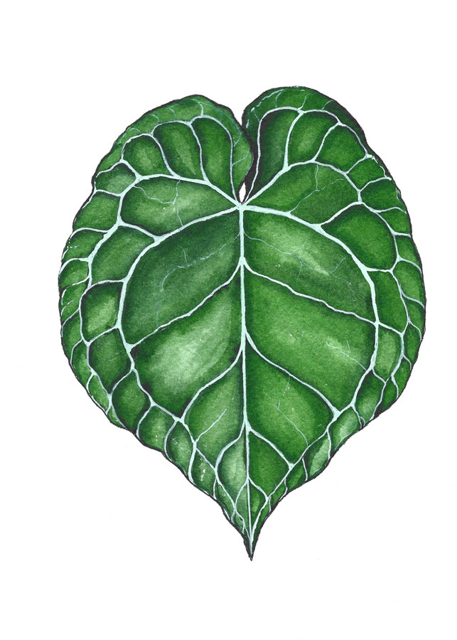 Anthurium Clarinervium