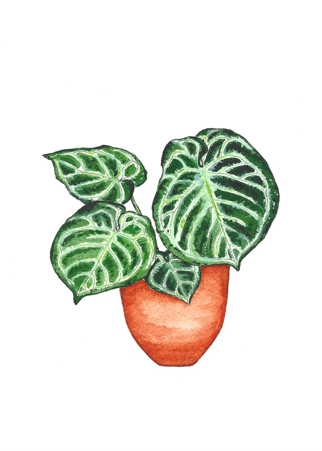 Anthurium crystallinum Dorayaki