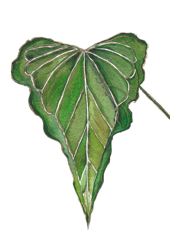 Anthurium Delta Force