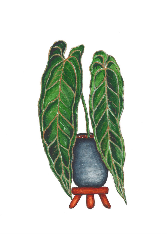 Anthurium Warocqueanum Queen