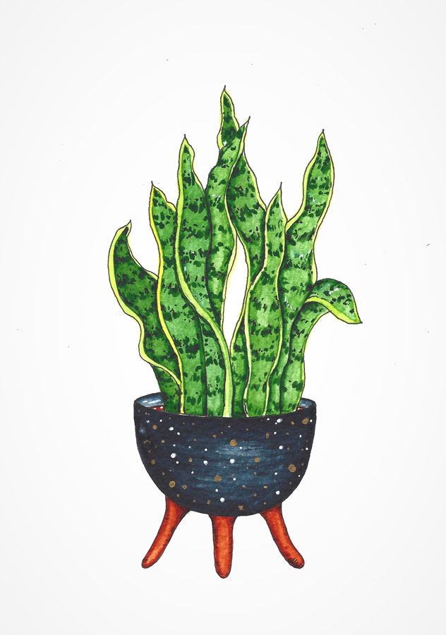 Dracaena trifasciata Snake plant