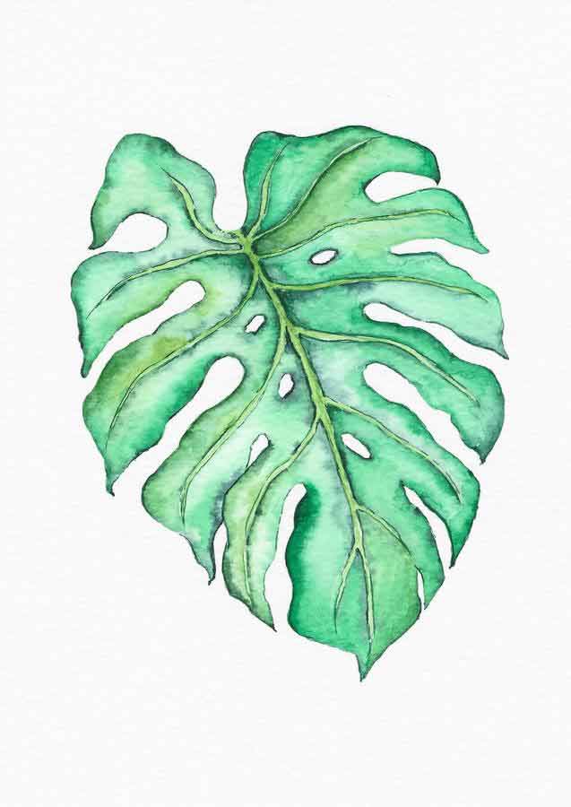 Monstera Leaf Painting Watercolor