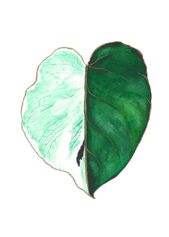 Monstera albo variegated mint