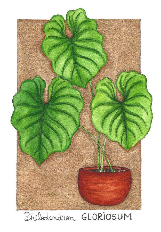 Philodendron Gloriosum