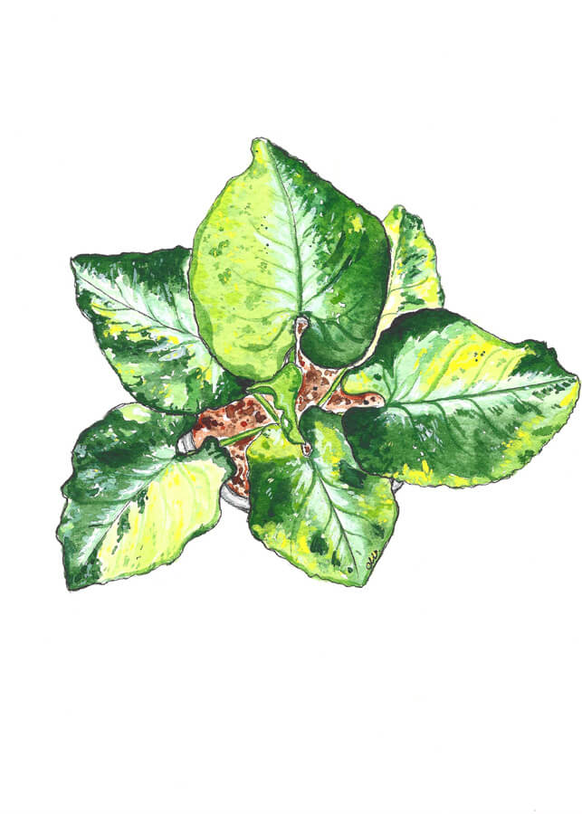Scrambled eggs syngonium