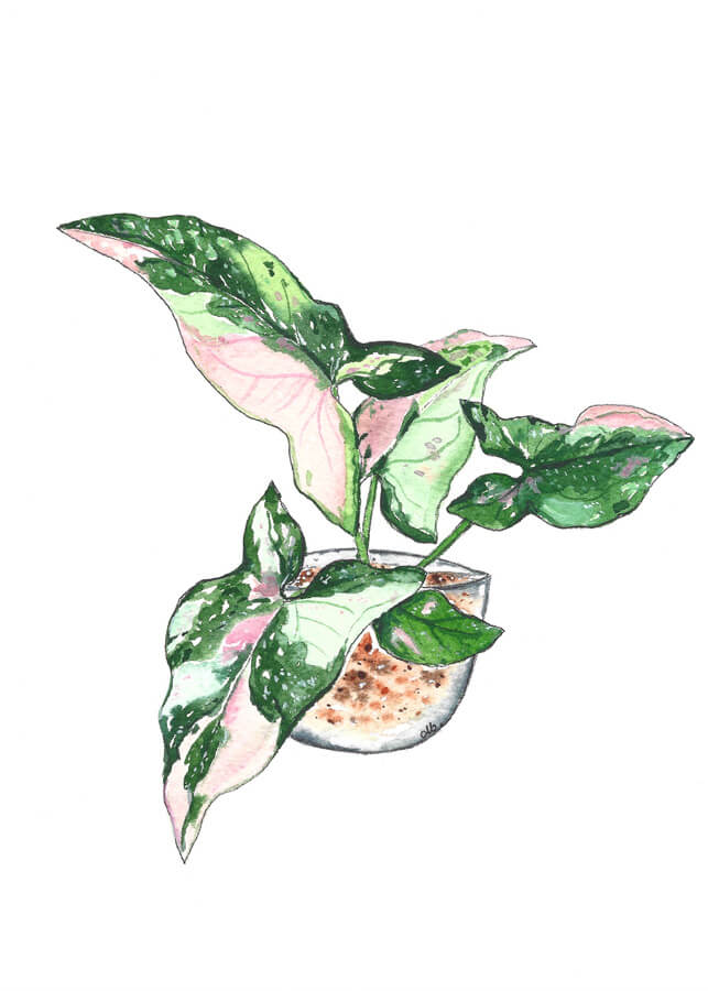 Syngonium Red Spot Tricolor