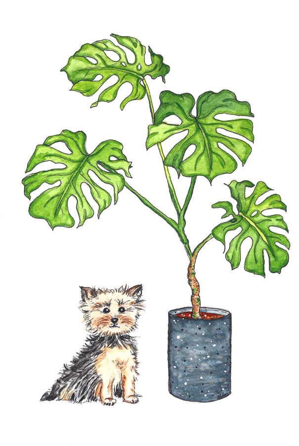 Yorkie with monstera 