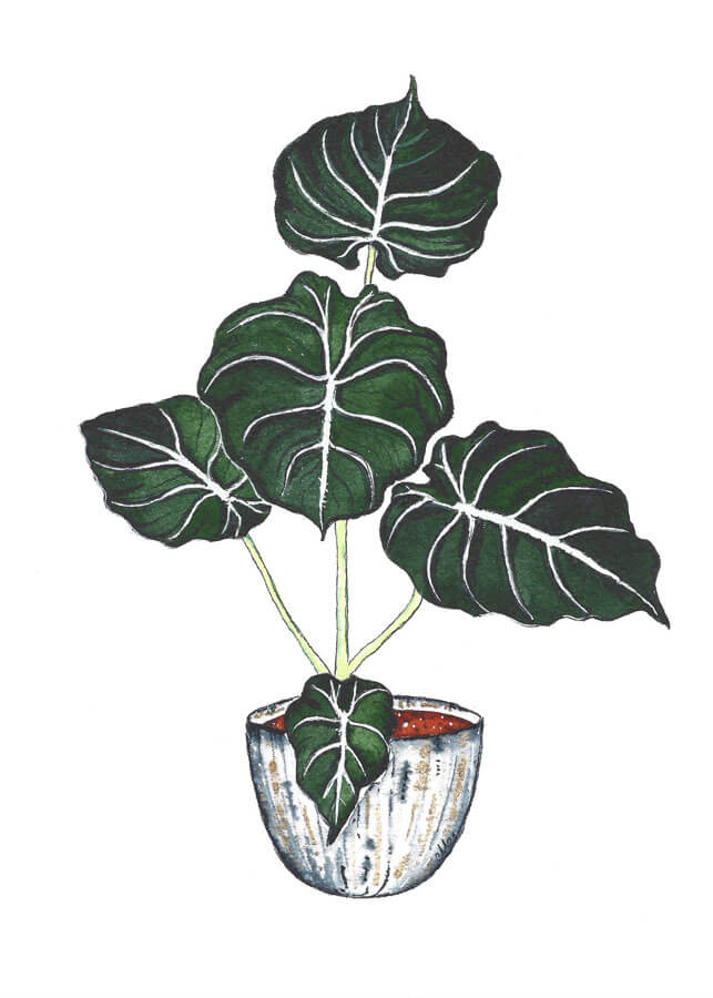 alocasia black velvet