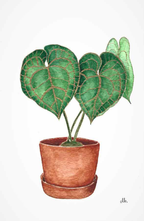 Golden Anthurium green plant in pot