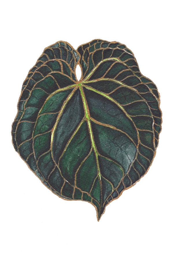 anthurium dark leave