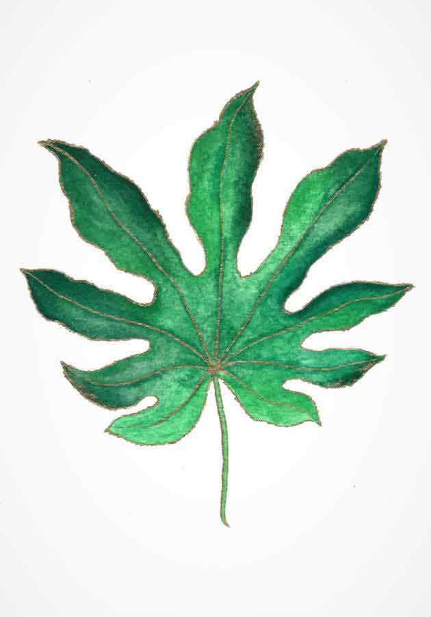 Aralia green leaf
