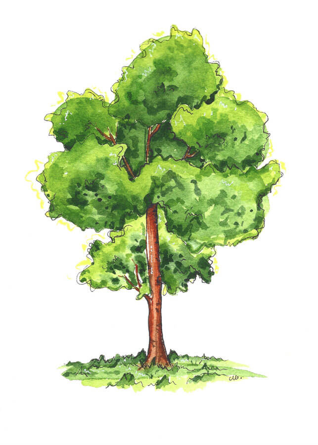 Beautiful green tree