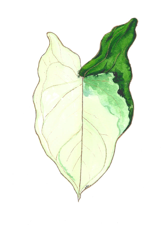 syngonium albo variegated