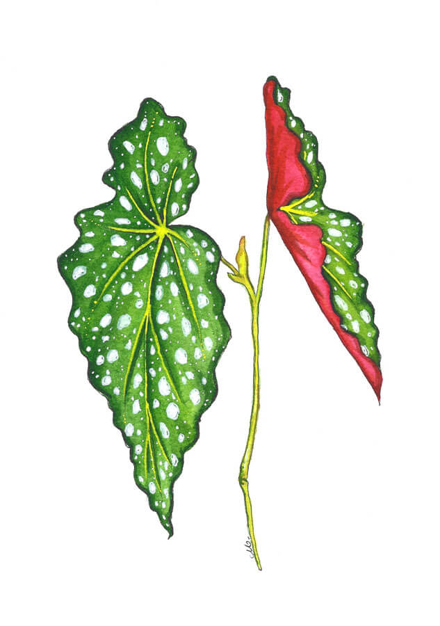 begonia maculata wightii