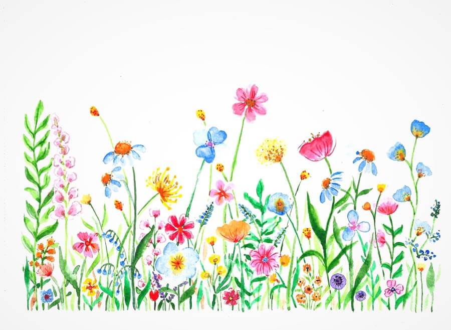 wildflowers field illustration
