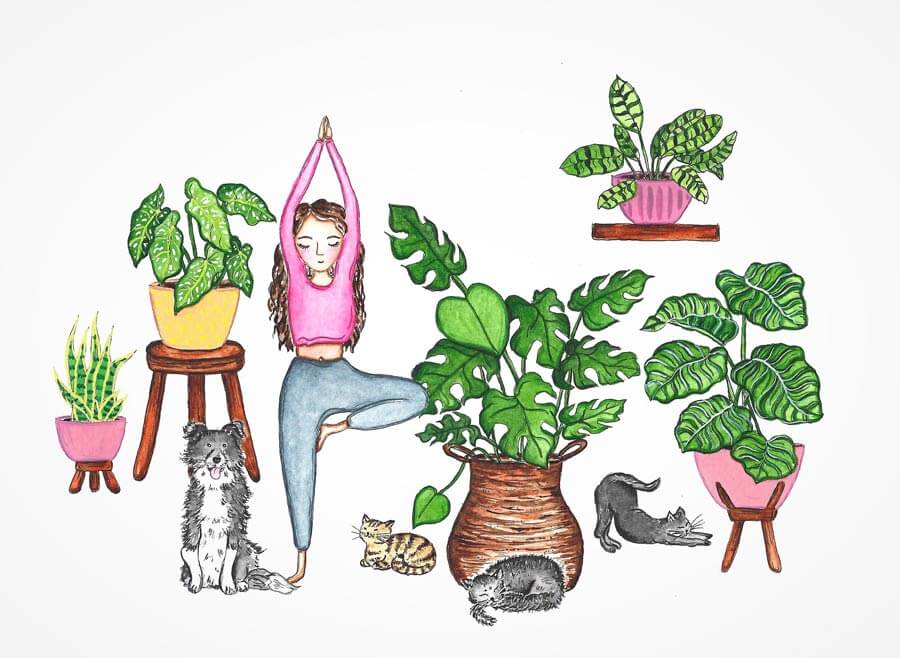 border collier and tabby cats with plants