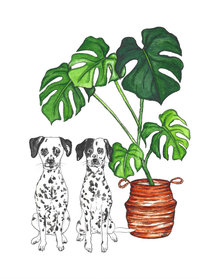 Dalmatians love monstera deliciosa