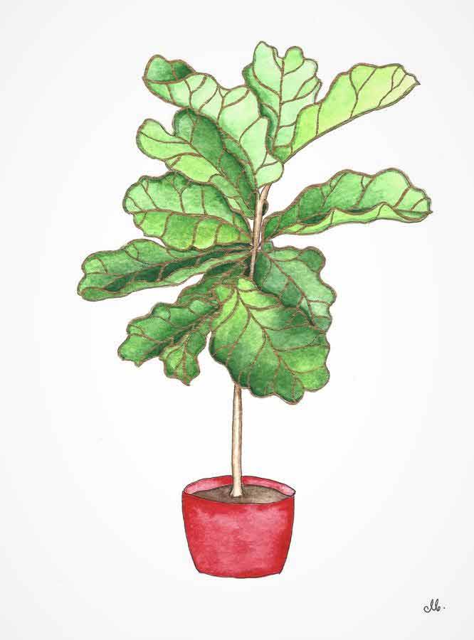 fiddle leaf fig in red pot
