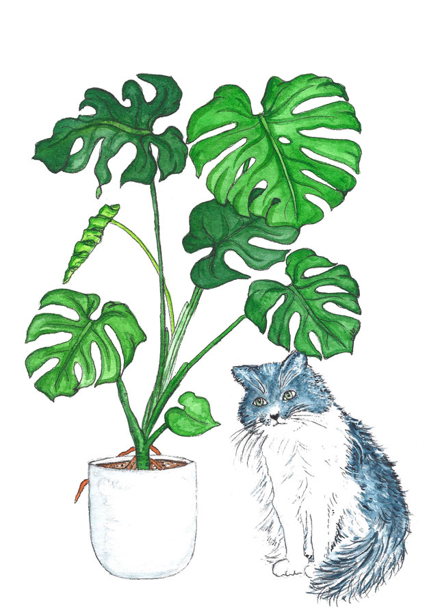Gray fluffy cat