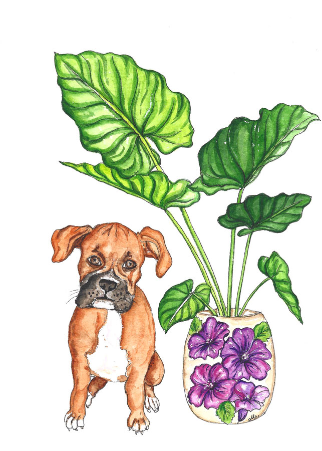French bulldog with Elephant Ears plant