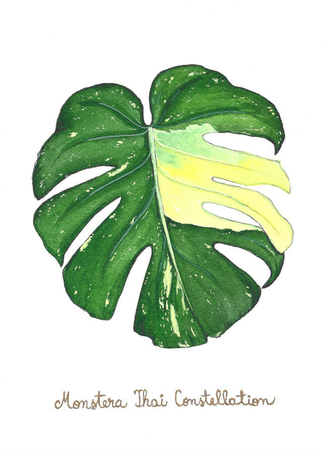 Monstera Thai Constellation
