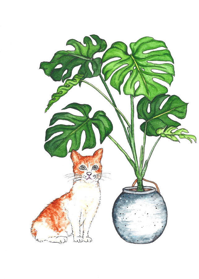 Ginger cat 