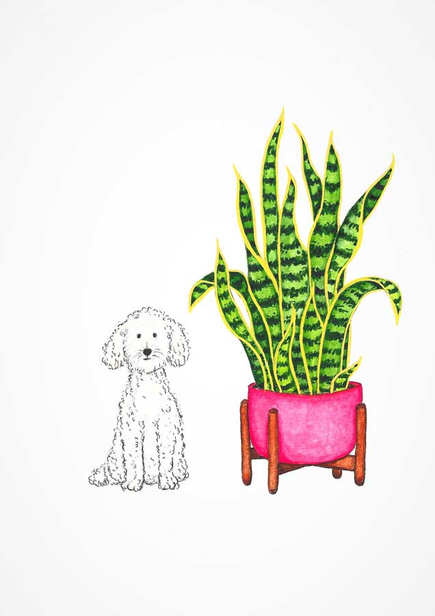 Goldendoodle with snake plant