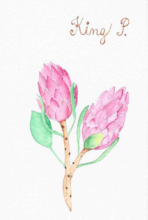 Pink King Protea botanical art