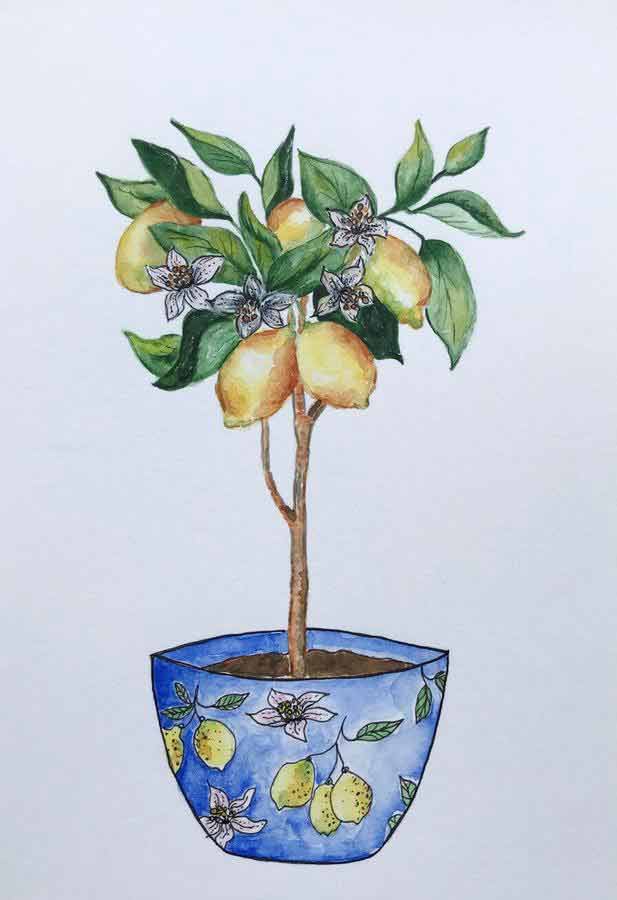 lemon tree in a pot watercolor