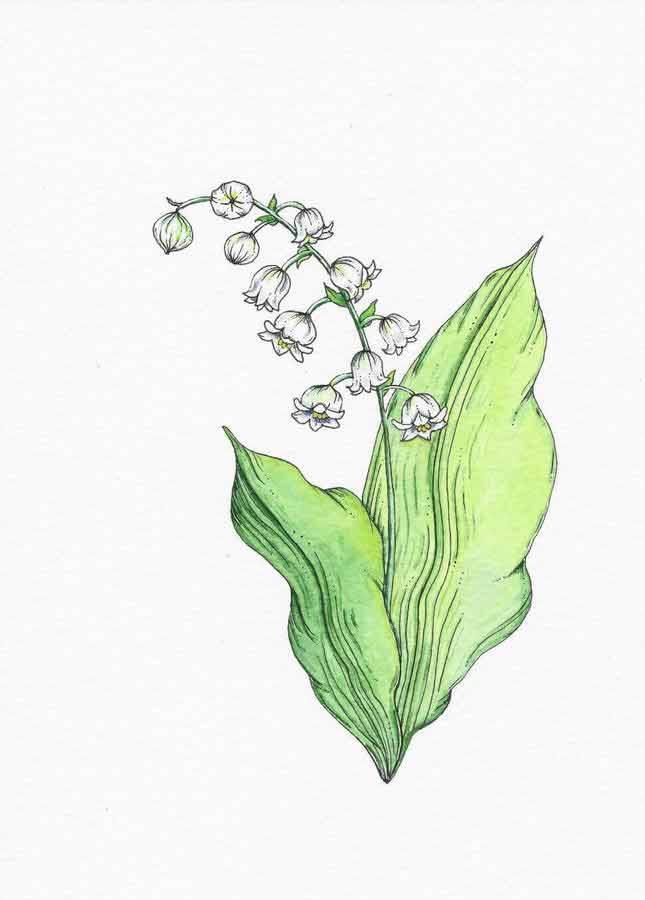lily of the valley watercolor painting