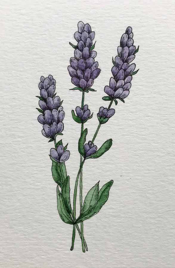 loose lavender watercolor painting