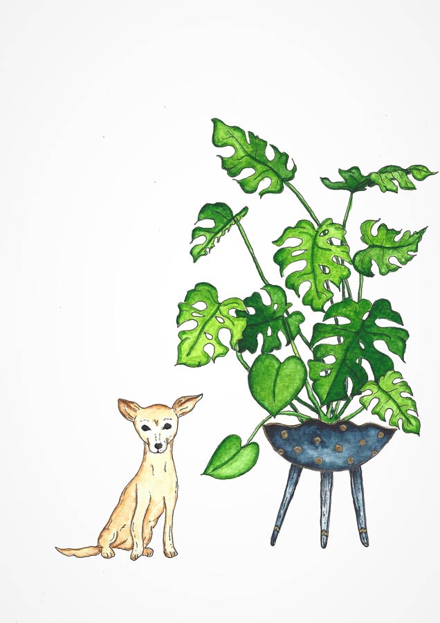 pinscher dog with monstera plant