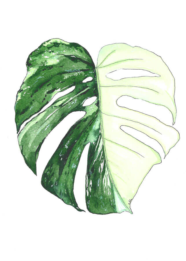 Monstera Albo variegata