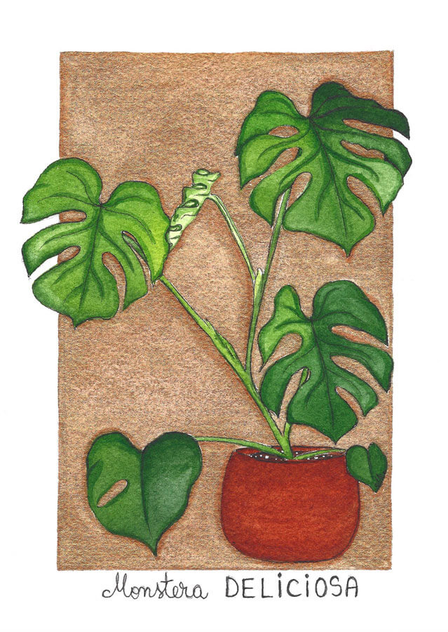 monstera deliciosa