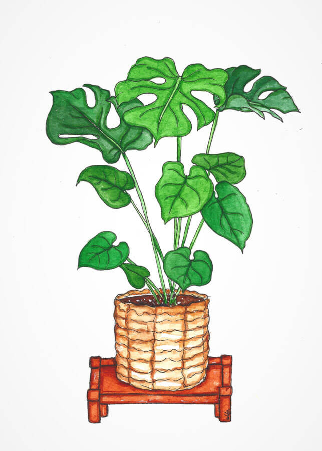 Monstera on plant stand
