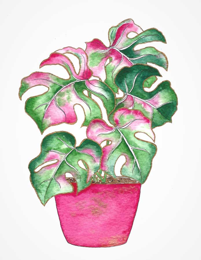pink monstera in a pink pot