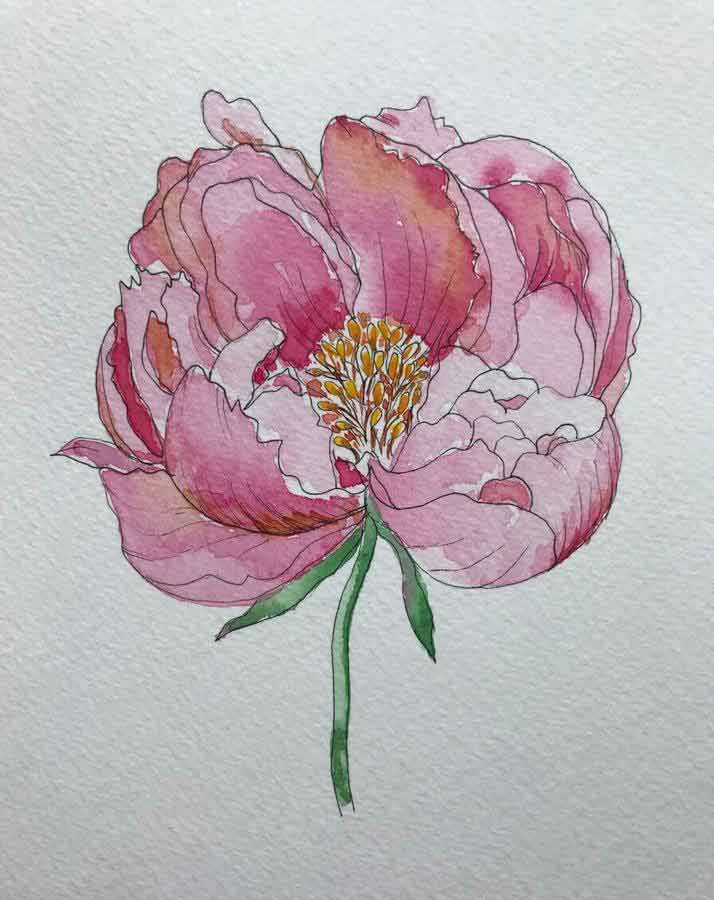 Peony flower watercolor