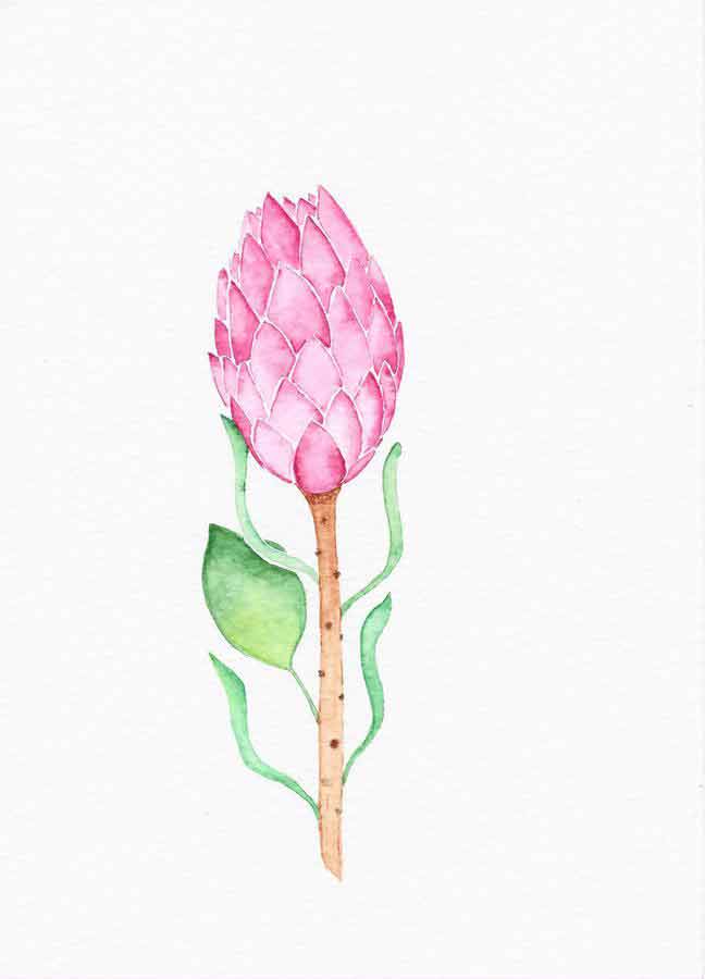 Pink King Protea flower