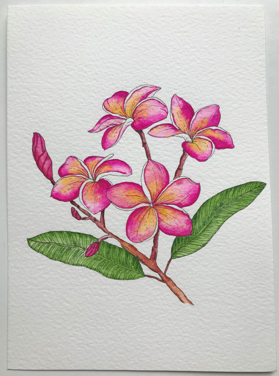 pink plumeria painting