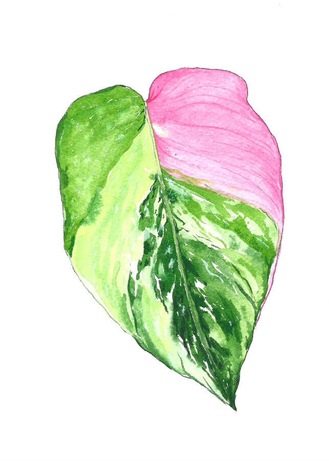 Pink Princess Philodendron