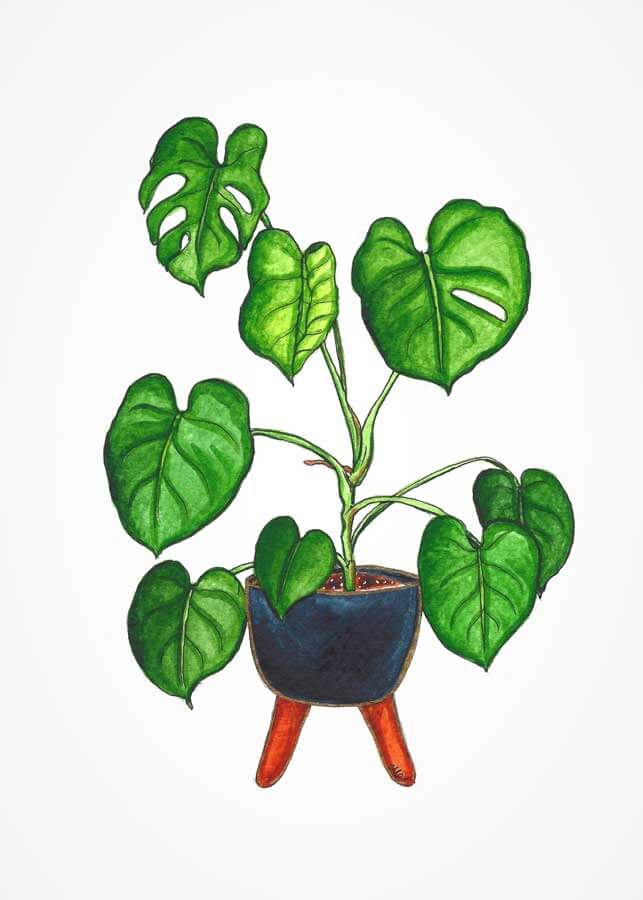 Joyful Monstera 