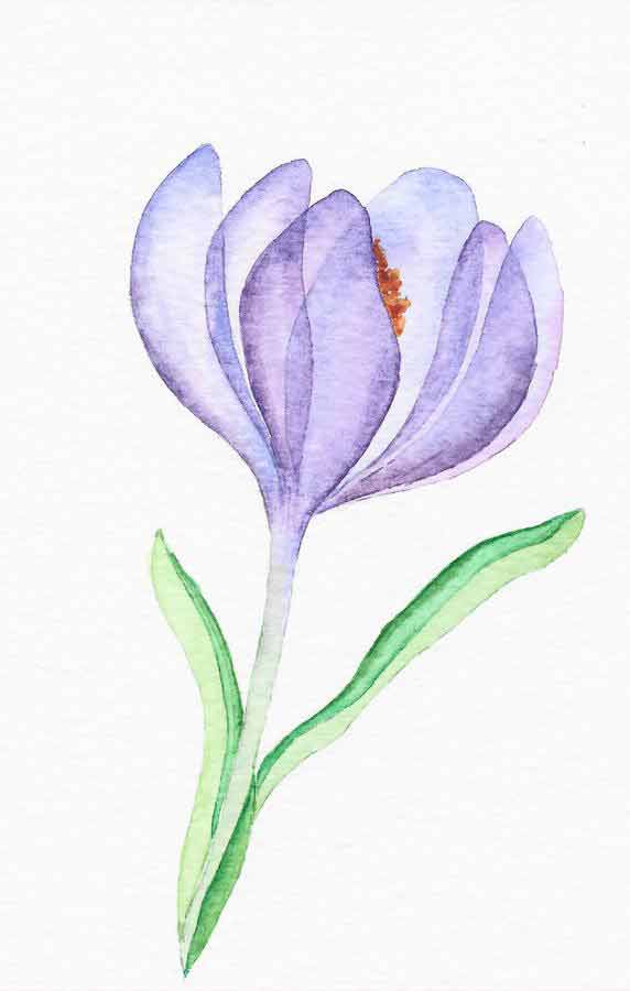 Purple Crocus flower painting