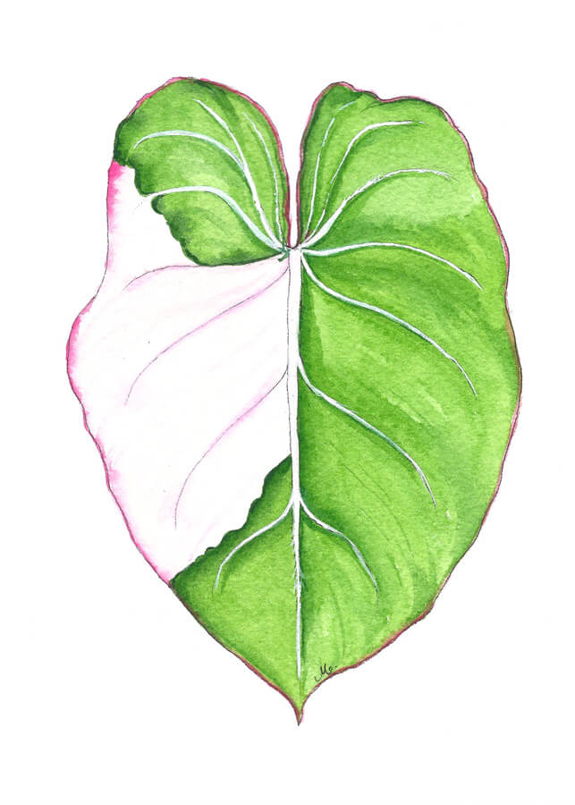 rare Variegated Gloriosum